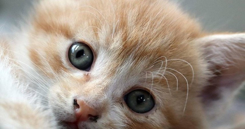 一隻貓惹出4萬罰金？橘貓行蹤惹禍　法院裁罰飼主：根本沒證據是我家的