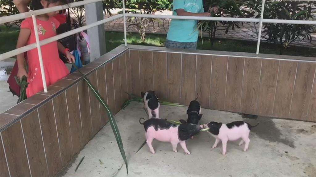 遊客失序欺負動物！三隻小豬觀光農場開幕不到一週緊急關閉一天