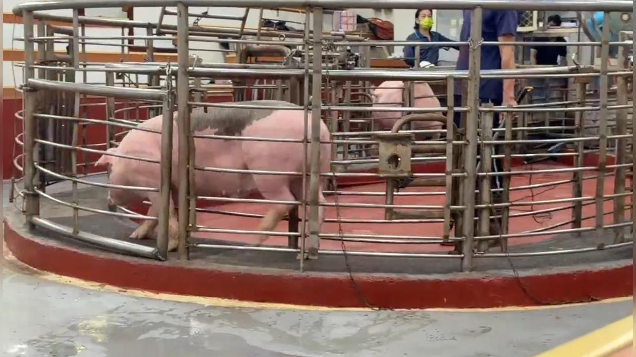 快新聞/活豬屠宰解禁!肉品市場今提前開拍 雲林、彰化拍賣價曝光