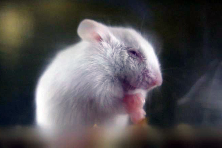 國家實驗動物中心 培育老鼠大作戰