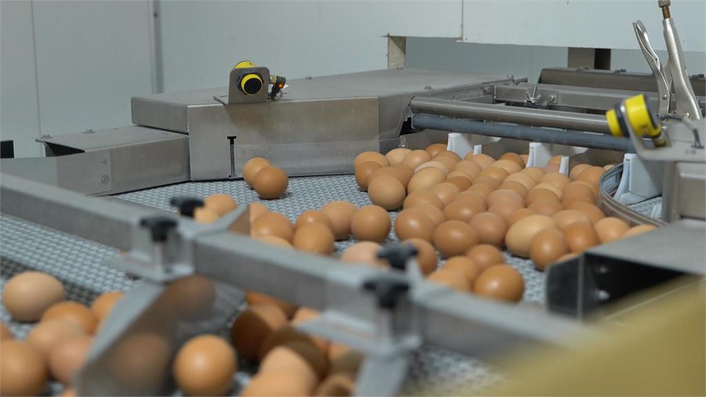異言堂／雞蛋產量占全台四成半　專家：別都養在彰化