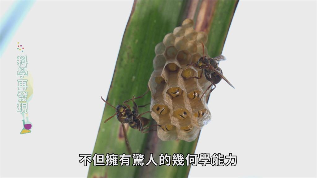 用幾何學、熱力學築巢　解開野蜂巢室奧秘