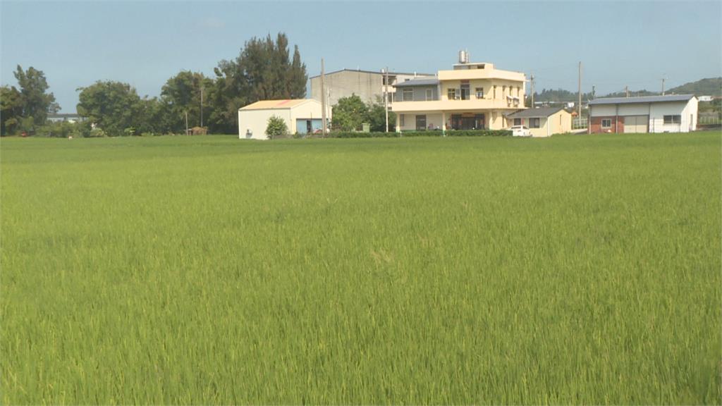 稻田停灌補助開放農民申請 地瓜農怨只補助稻作不公平