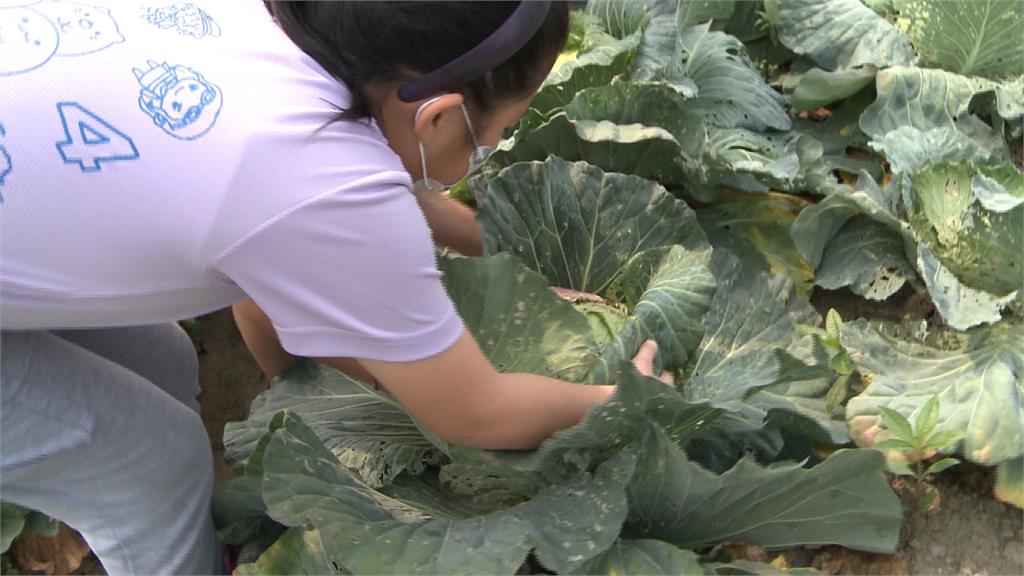 戶外教學走進菜田 桂林國小師生搶救菜農