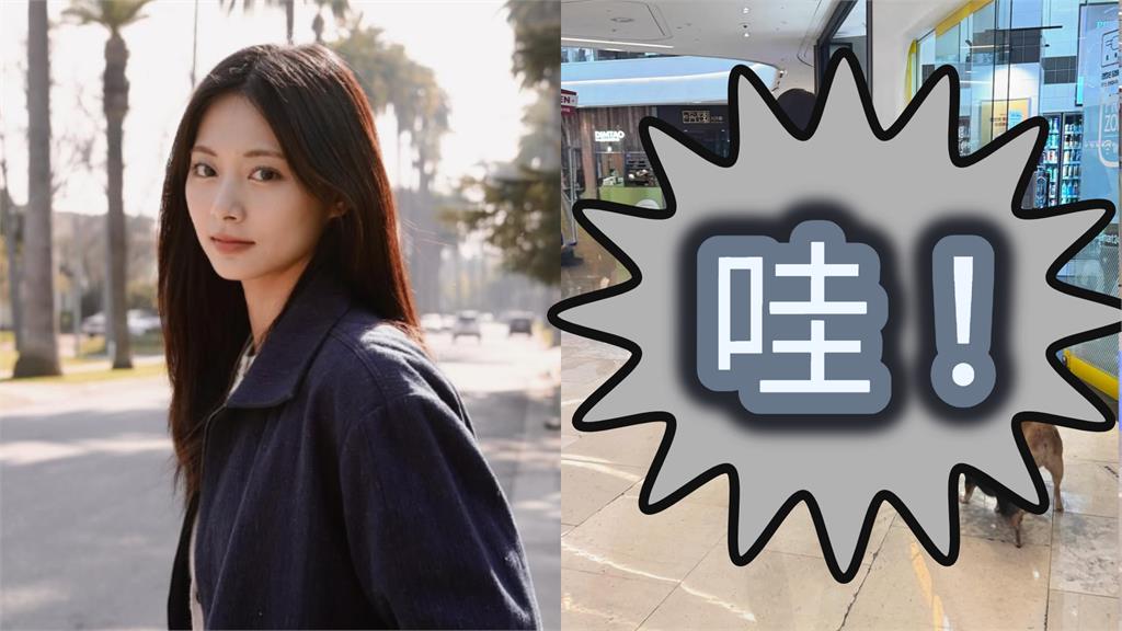 百貨客人「落地遛狗」竟是周子瑜！鬆手牽繩做「1事」全網看呆：越來越…