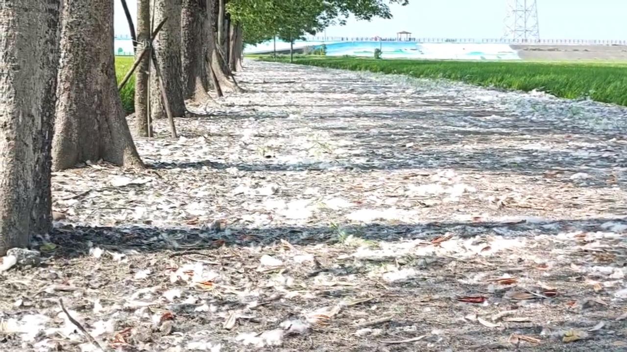 苗栗頭份建國國小木棉花絮飄散 造成學童過敏、當地髒亂