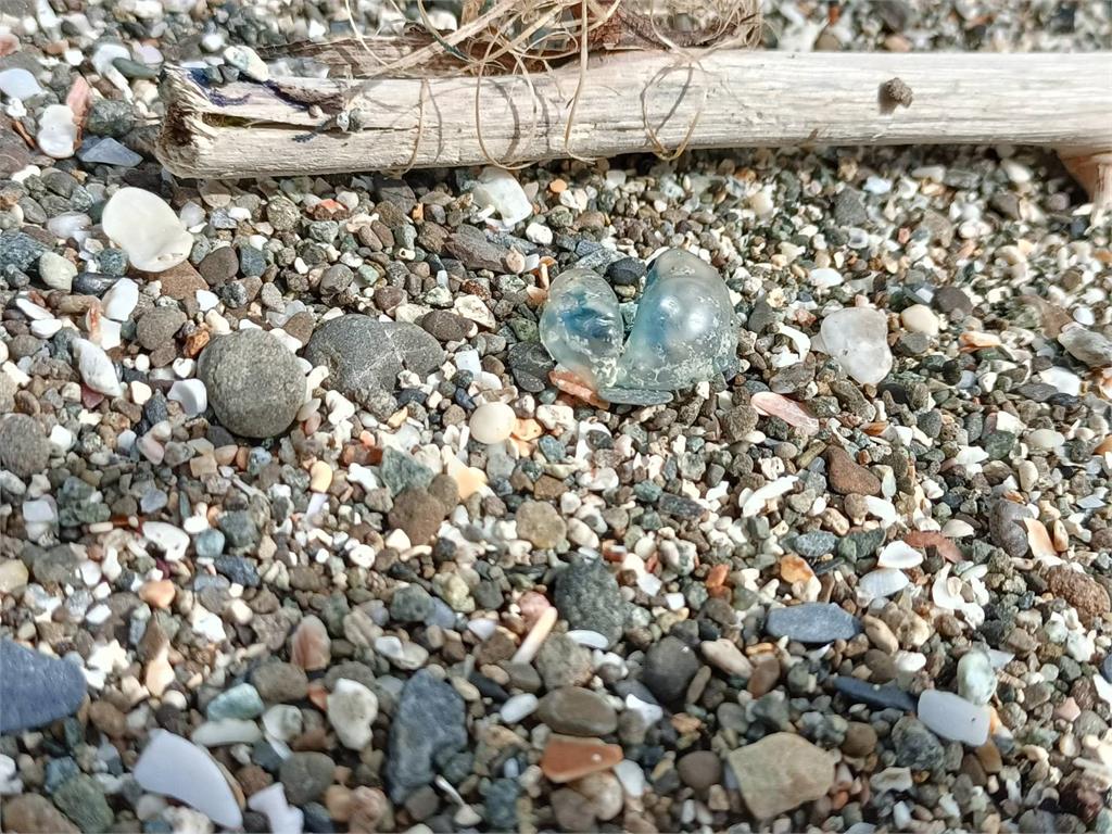 世界第三毒！花東沙灘驚見大量「僧帽水母」　專家：屍體也有毒