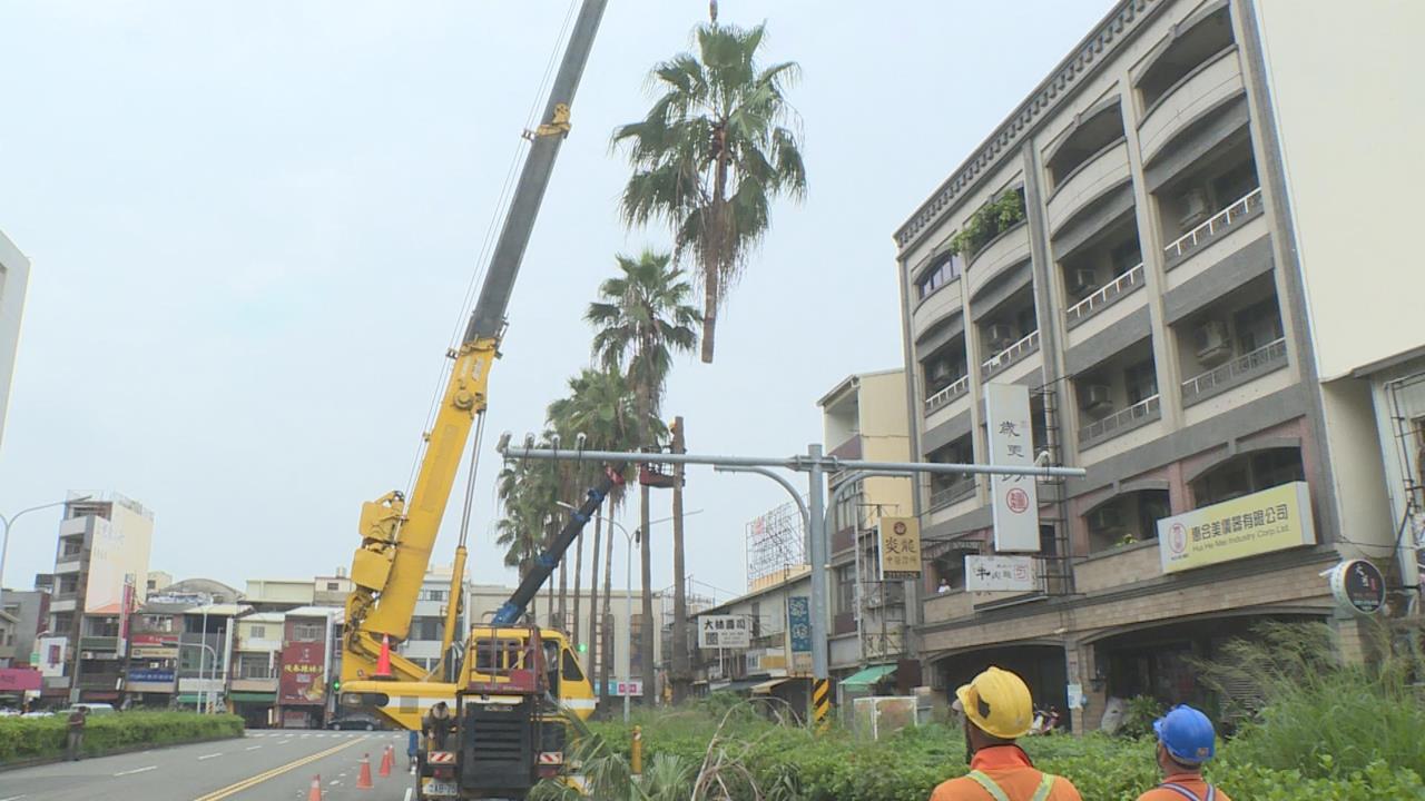 台南大林路５２棵華盛頓椰子樹「全數鋸除」　居民合影紀念