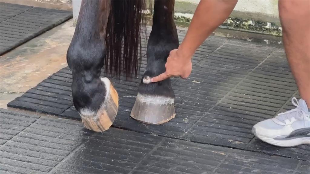 流浪犬攻擊馬匹釀3死2傷！　動保處遭愛狗人士阻攔