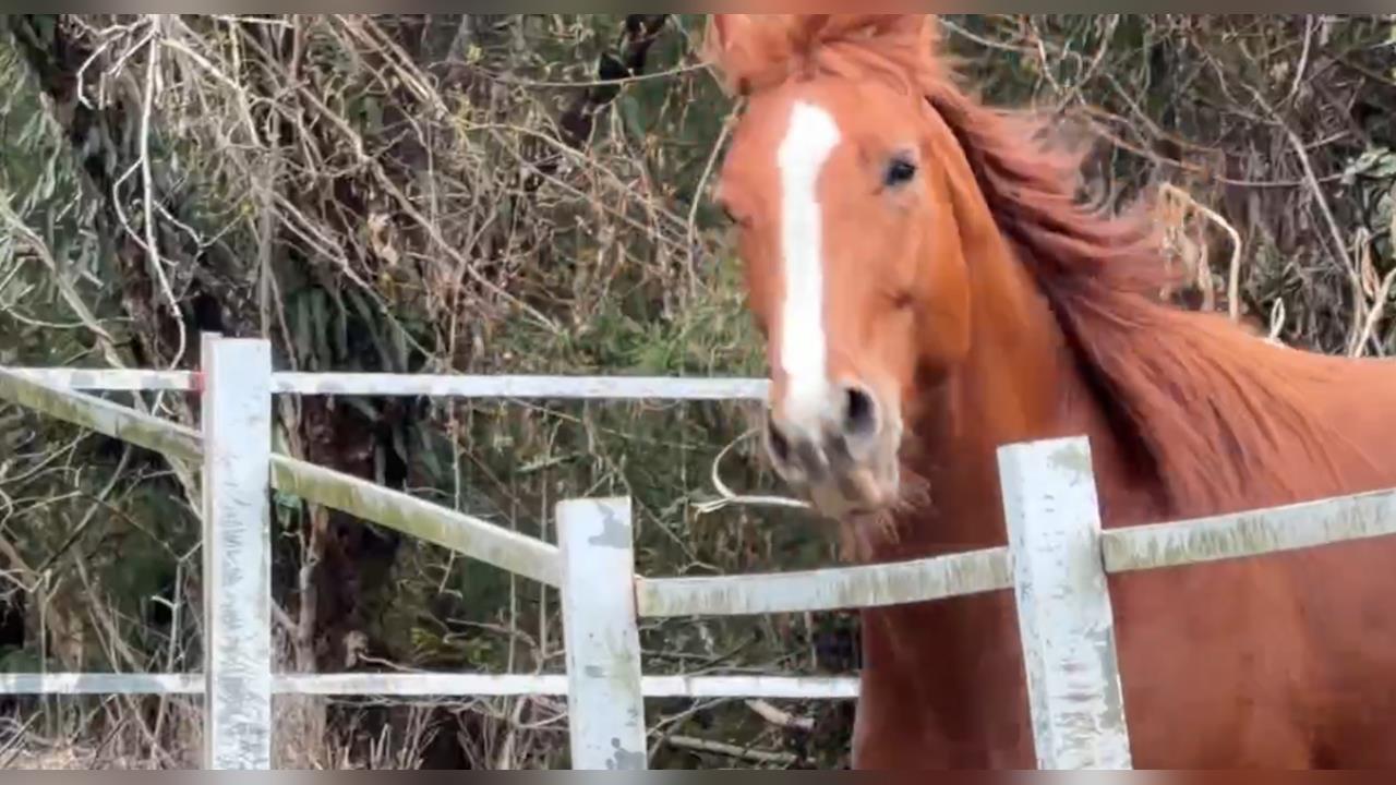 童遭馬咬傷! 一審免賠二審改判賠71萬 清境農場:尊重司法