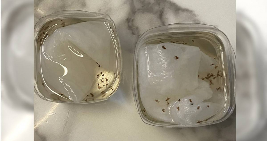 家裡都是小飛蟲怎麼辦？　他教超簡單1招：一個下午全消失