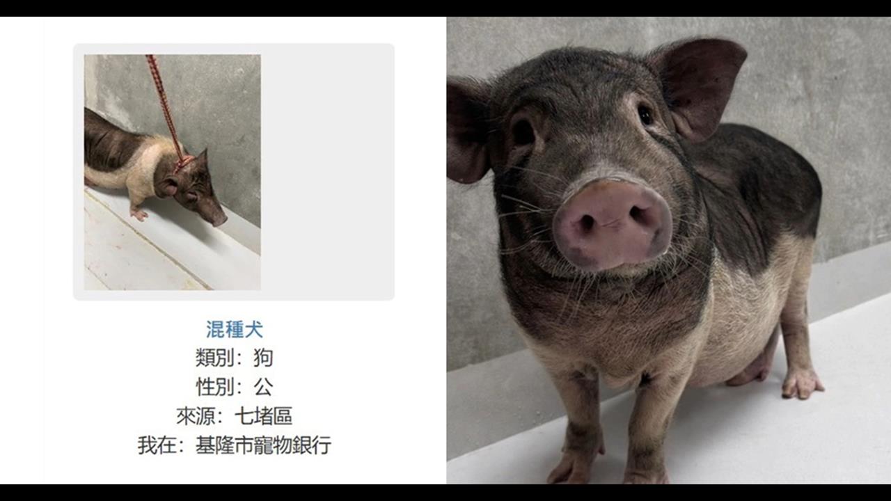 這隻「混種犬」怪怪的？　動保所公告「小豬變小狗」意外爆紅