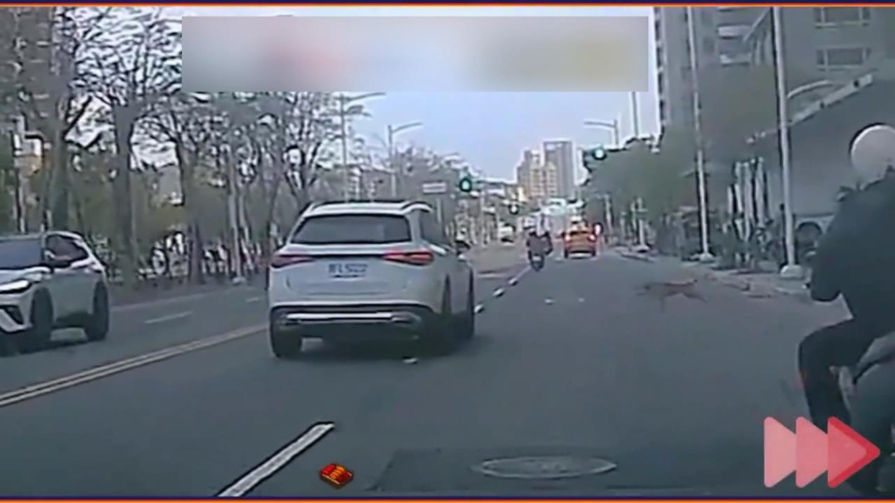 小黃狗「半路衝出」！　撞轎車再撞機車害騎士摔倒受傷
