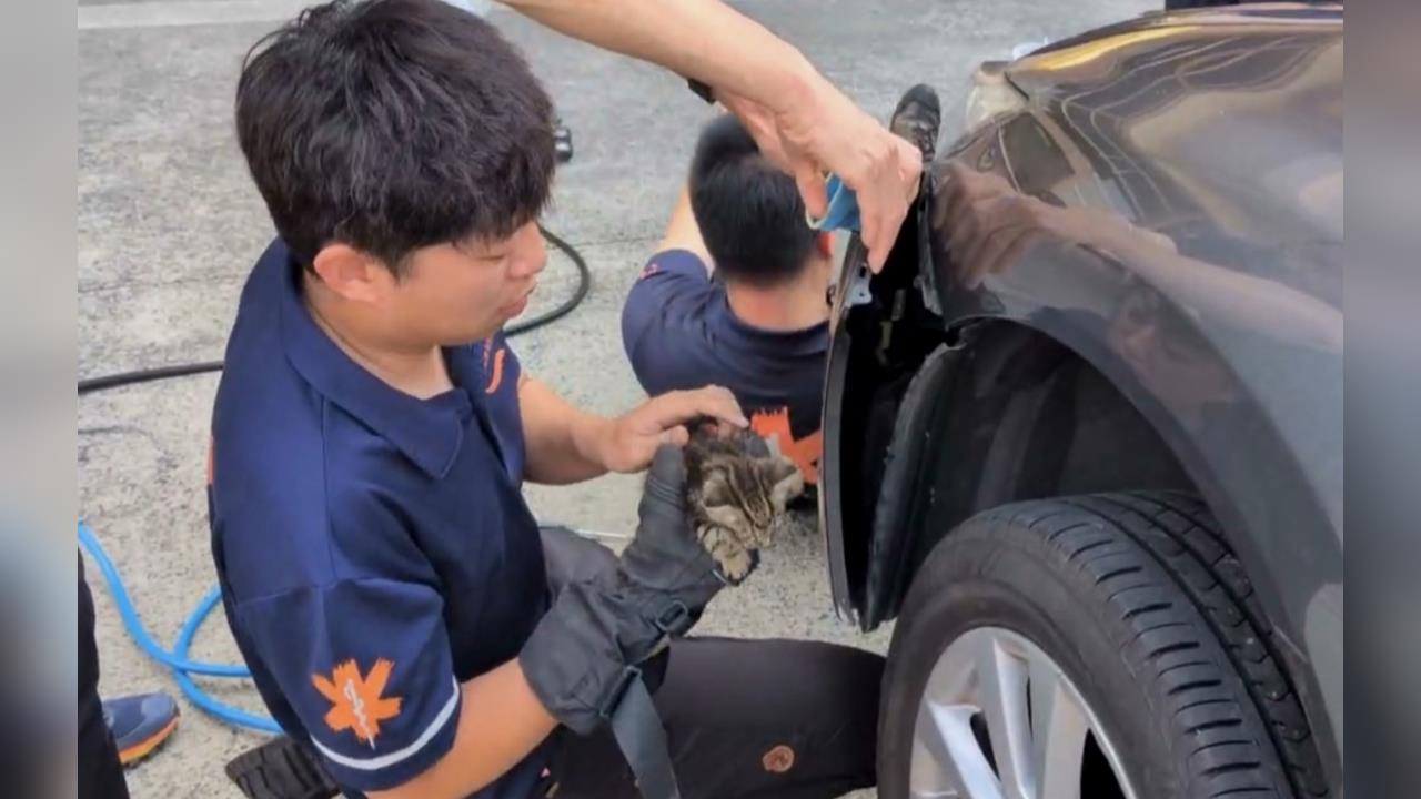 營救貓咪! 　車主聞喵聲直奔消防隊　保險桿內救奶貓
