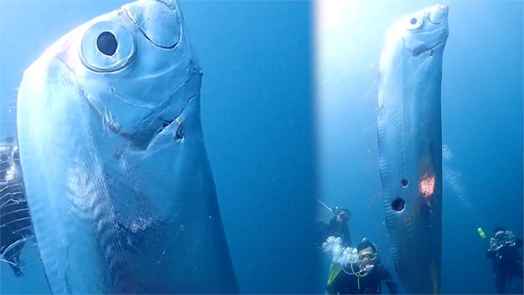 東北角淺海奇遇2公尺地震魚　罕見一幕驚呆全網