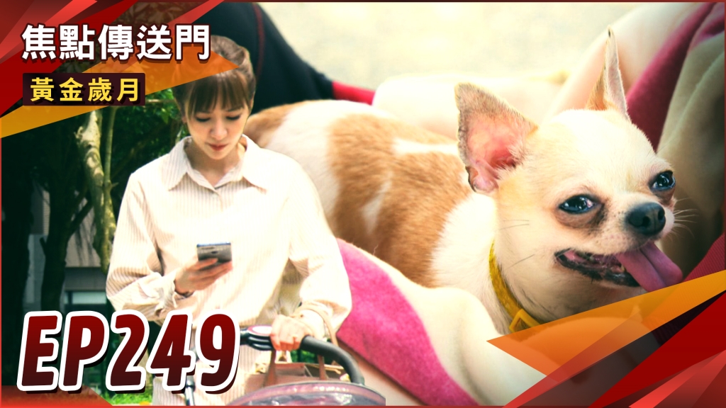 《黃金歲月-EP249精采回顧》萌娃變狗寶　雪琴搞丟孩子也怪曉芸？初戀拜金女現身　家佳莫名被嗆老！