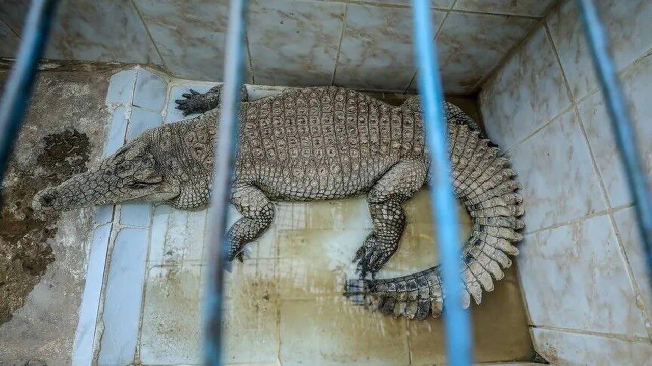囚犯「人鱷同籠」極刑被禁止！這國法官急頒禁制令竟因「怕鱷魚受傷」