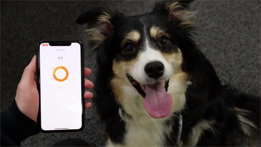毛小孩到底在想什麼？南韓研發AI智慧項圈讀懂狗狗心聲 還能追蹤活動量