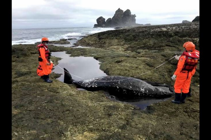 驚！三鯨豚擱淺蘭嶼 死亡多時染紅海水