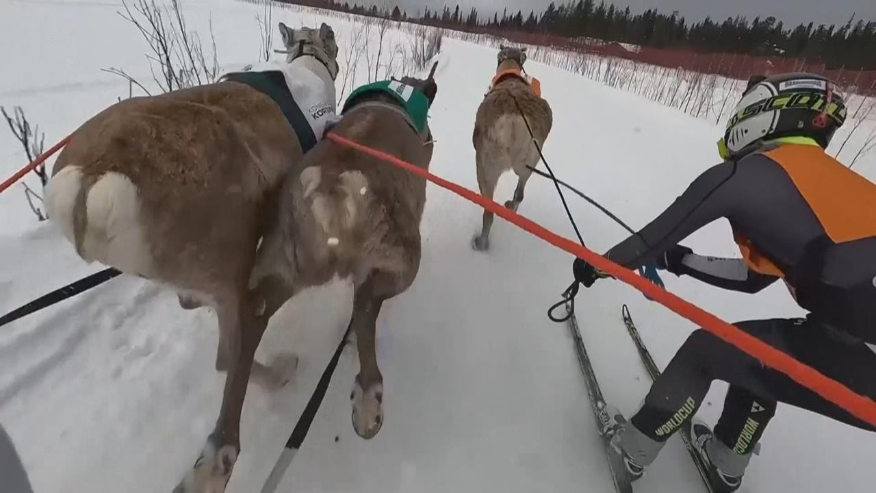 擁７０多年歷史！芬蘭「馴鹿賽跑」開跑　吸引各國觀眾共襄盛舉