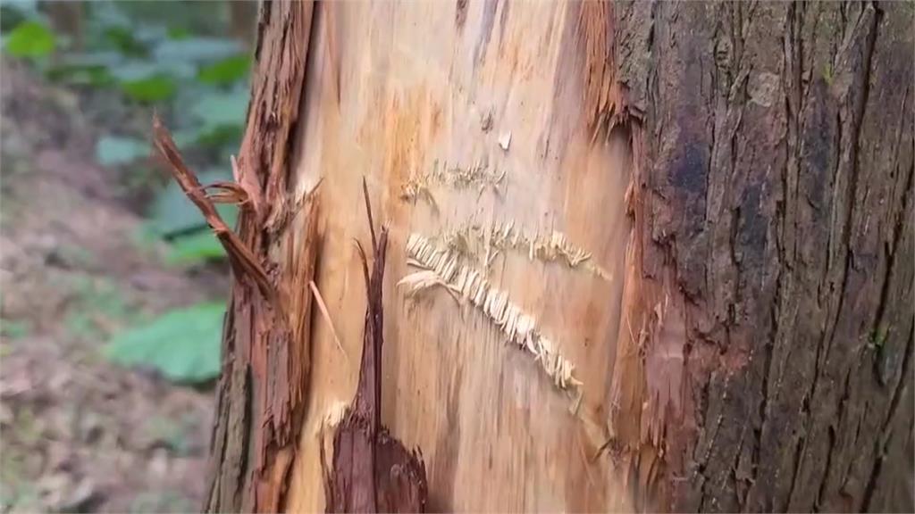 宜蘭燈篙林道疑遭惡意破壞　肖楠樹竟現「不規則傷口」