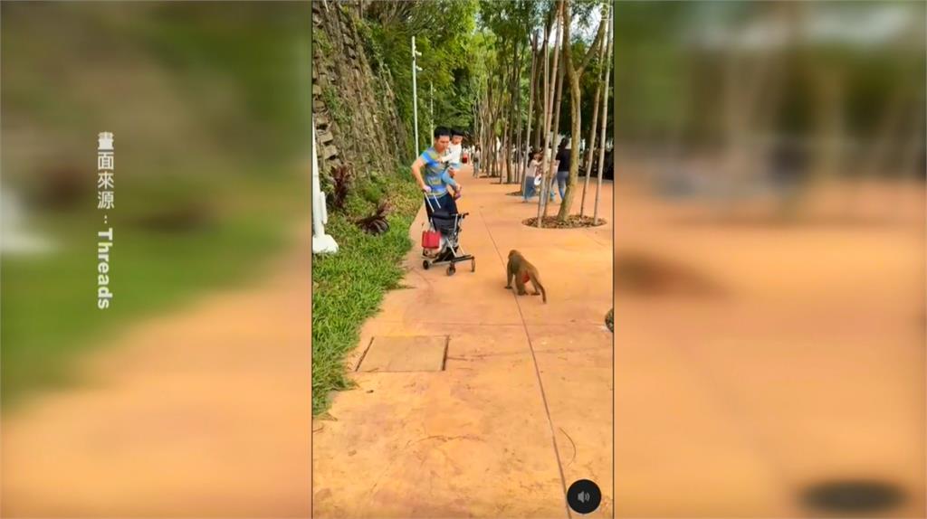 一家人逛動物園遇「獼猴強盜」　獼猴搶劫嬰兒車父護子重摔倒地