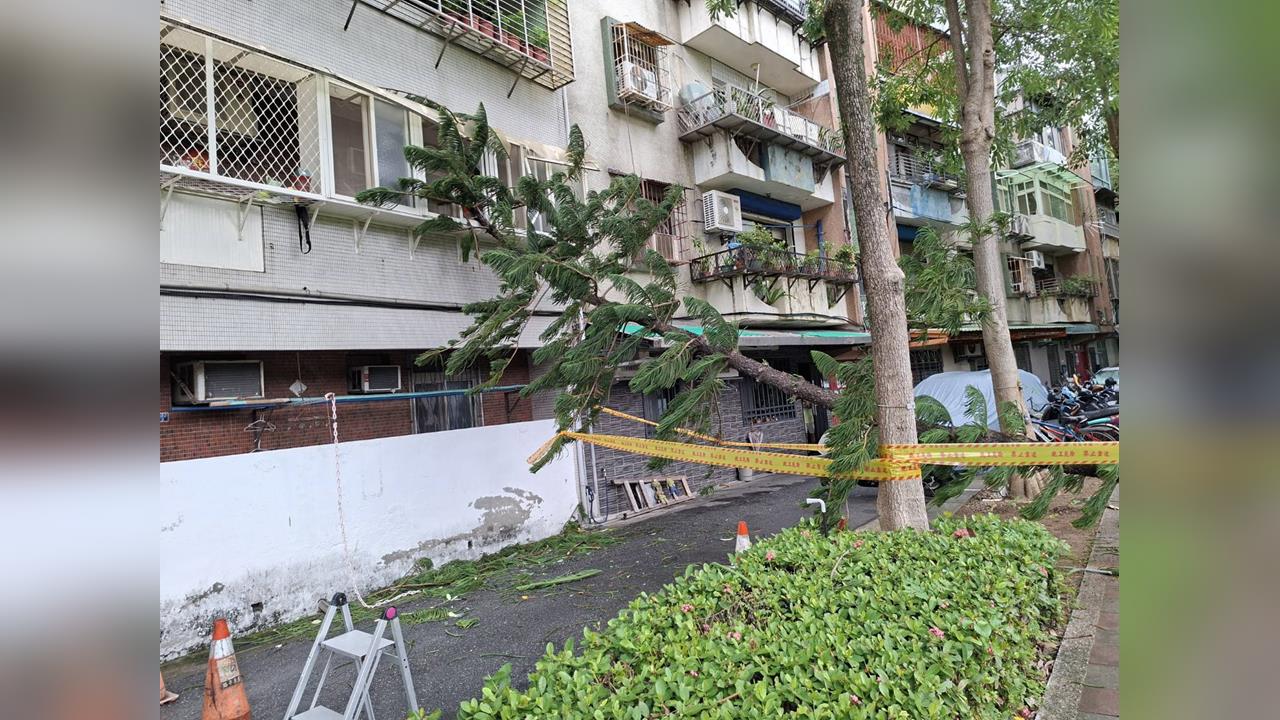 不敵強風！　北投立農公園路樹倒塌　壓毀民宅鋁窗　橫躺巷弄阻通行