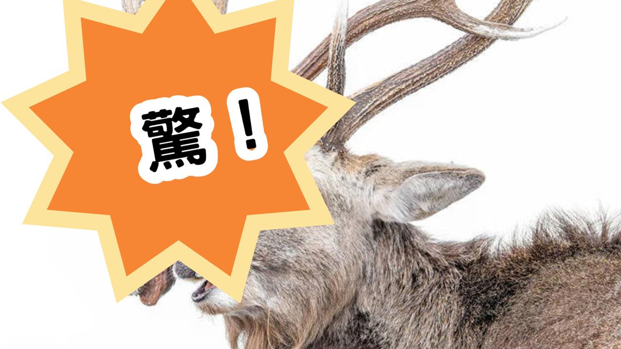 比恐怖片還驚悚！公鹿激戰獲勝頂「死敵腐爛斷頭」趴趴走...駭人影像入圍攝影賽