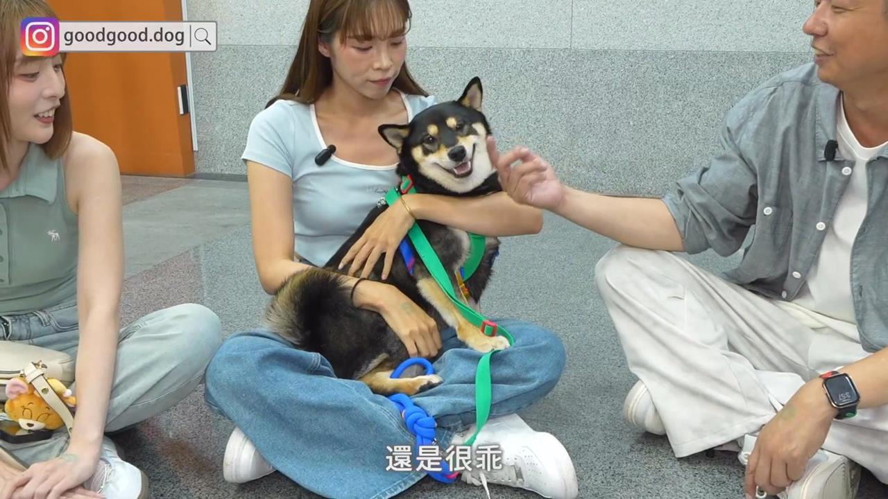 天使黑柴誰都能牽著走？主人見這幕心碎喊：晴天霹靂