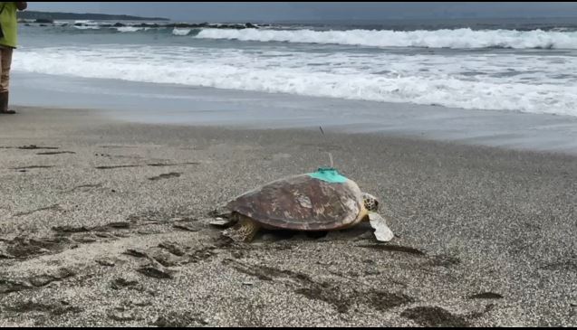 落難時被發現患有腫瘤　綠蠵龜康復後野放回歸大海