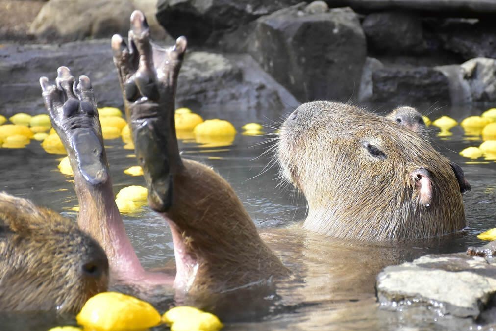 快新聞／日本伊豆動物園推出「水豚露天溫泉」　療癒大小遊客的心