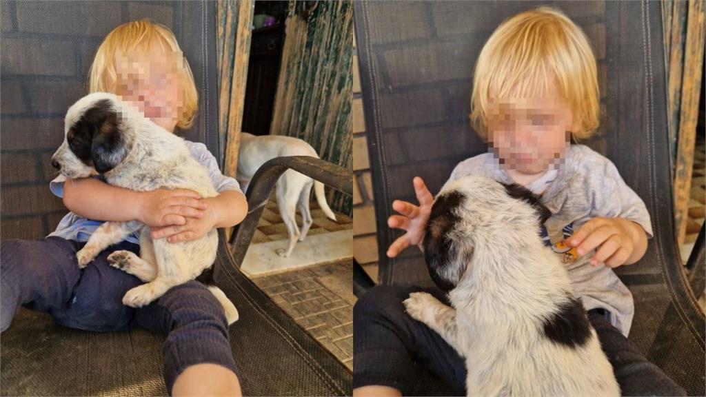 比特犬暴衝奪命！2歲童30秒被咬死　父母崩潰目睹