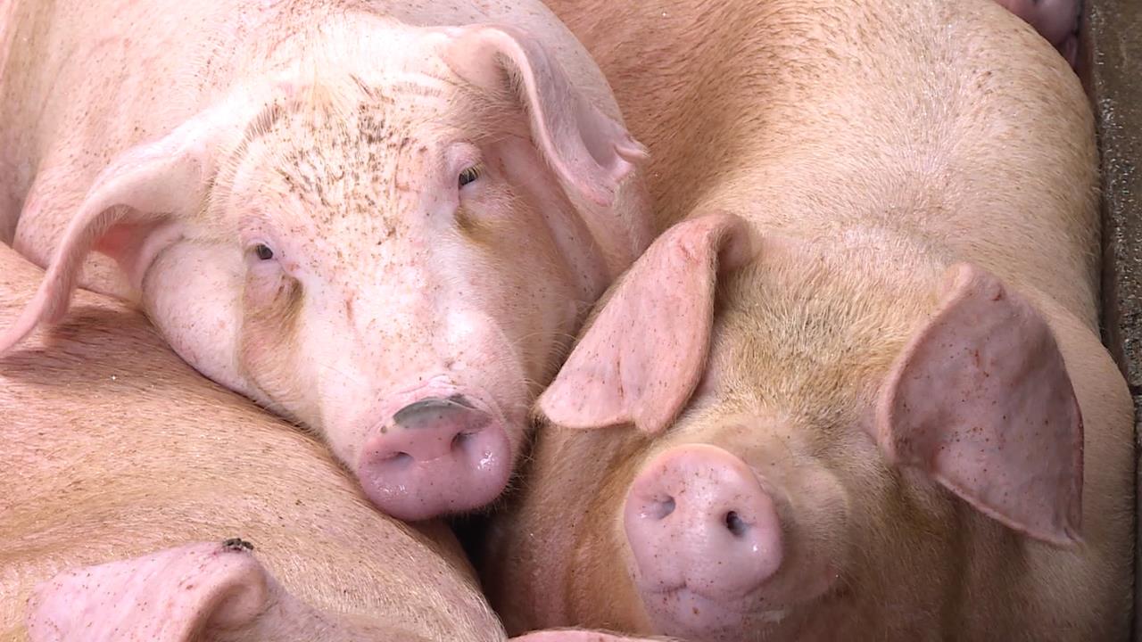 台灣重返非洲豬瘟非疫國! 農業部防檢署表現獲國際認證