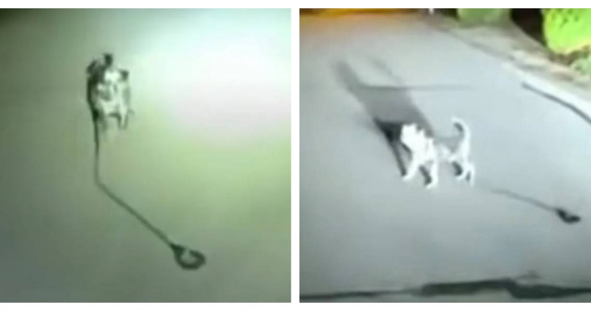 忠犬半夜攔警車不是亂跑！帶路半條街　救出倒地主人