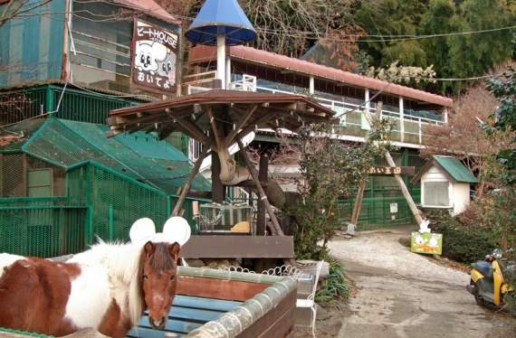 年賠500萬《全日本最荒涼的動物園》動物都是曾被遺棄，收養來的