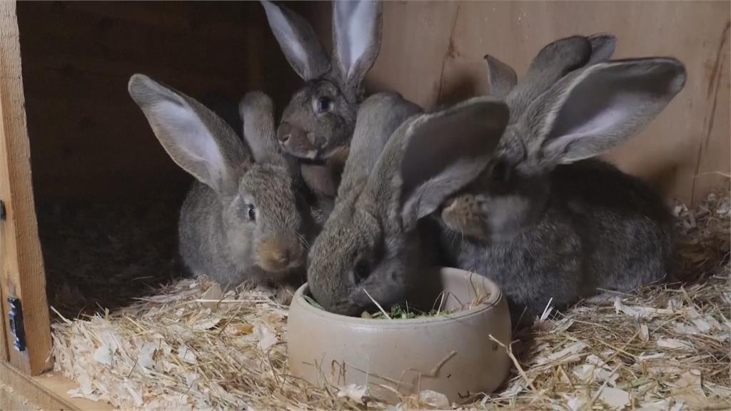 體型巨大但溫順親人　「大陸巨兔」體型如黃金獵犬