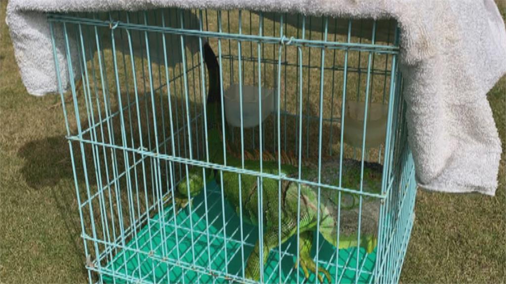 綠鬣蜥疑順海流泳渡登島　小琉球居民急通報