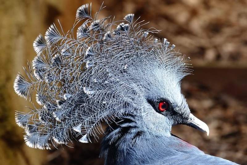 世界最美鳥類之一《維多利亞冠鳩》扇形頭冠搭配灰藍毛色讓人一眼就愛上♥
