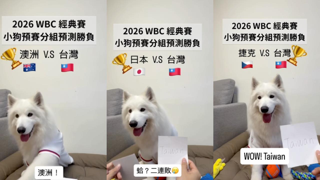 經典賽／前3戰勝負100%全命中！神準片段流出「最後一戰」靈犬這樣選