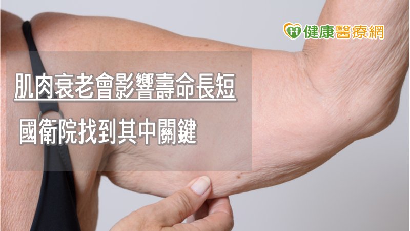 肌肉衰老會影響壽命長短　國衛院找到其中關鍵