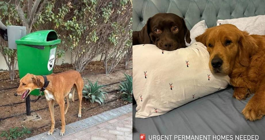 杜拜外籍人士急撤離「寵物丟街上」　獸醫感嘆飼主要求安樂死