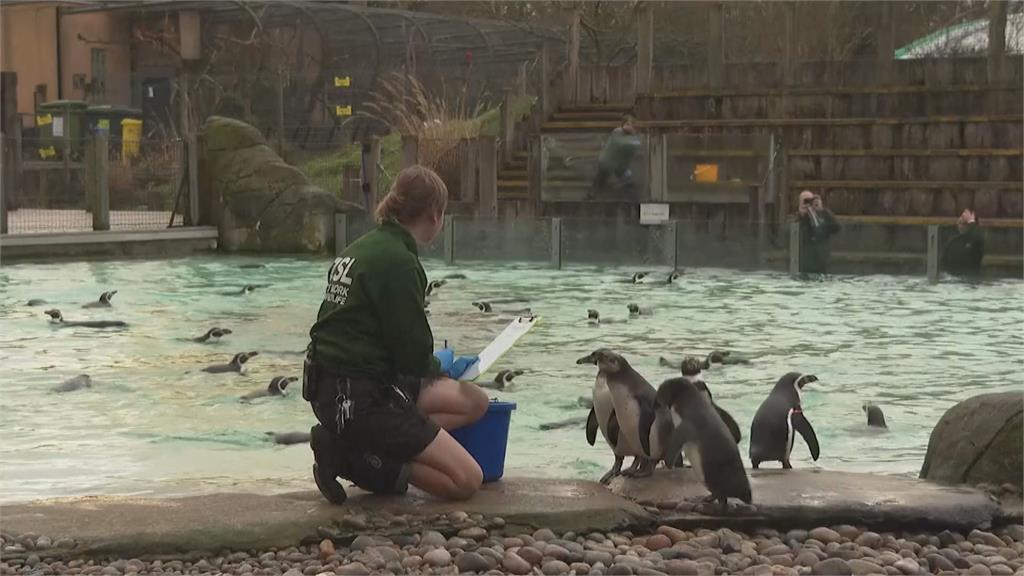 英國倫敦動物園「年度大盤點」　飼養員出奇招盼動物配合測量