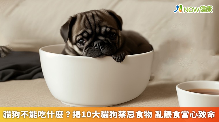 貓狗不能吃什麼？揭10大貓狗禁忌食物 亂餵食當心致命