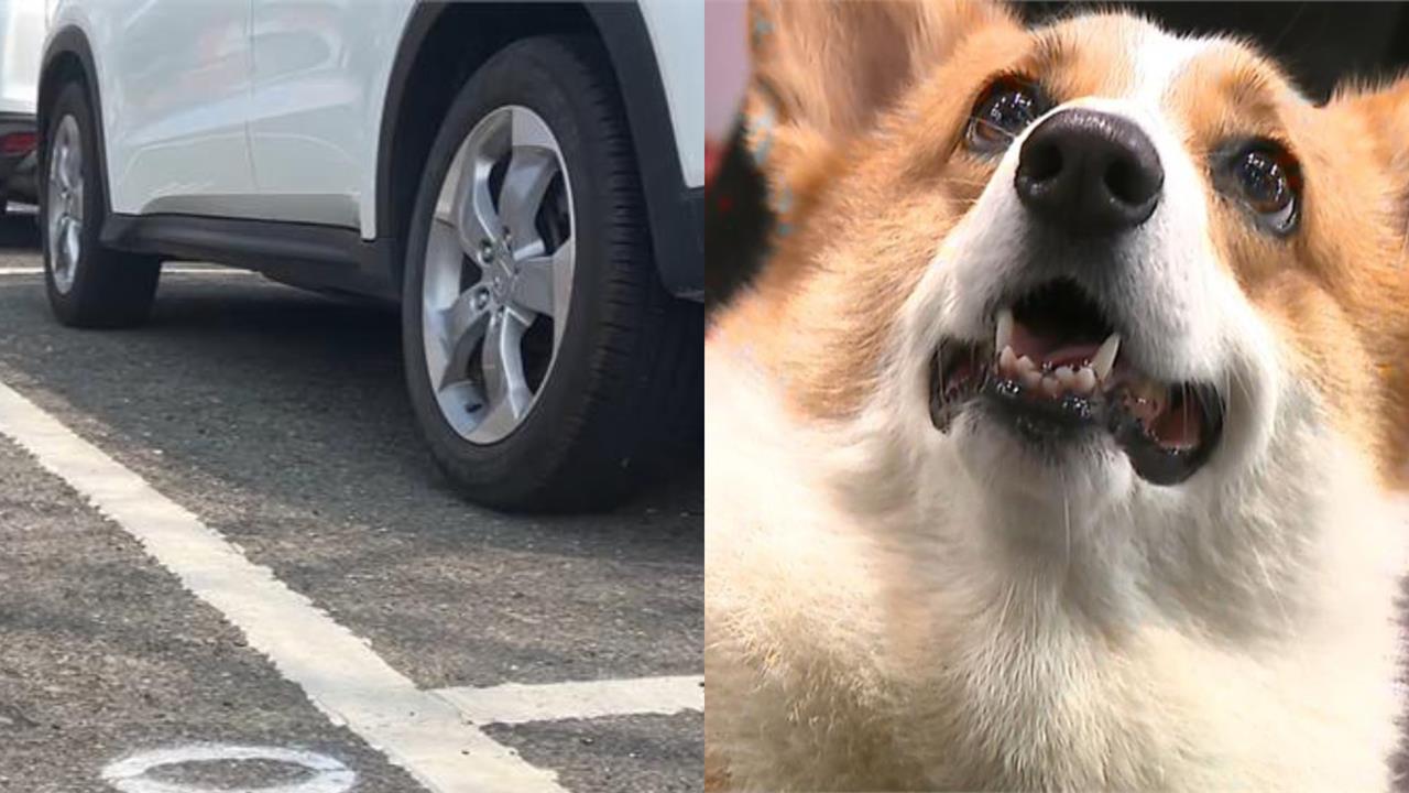 一堆主人都OUT！嗨帶狗狗出門「1動作踩線」慘被罰2000元…網搖頭：超危