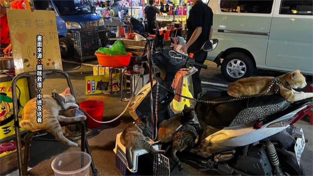 雲林夜市「5貓遭綁機車」求募款　車主還搞消失網撻伐