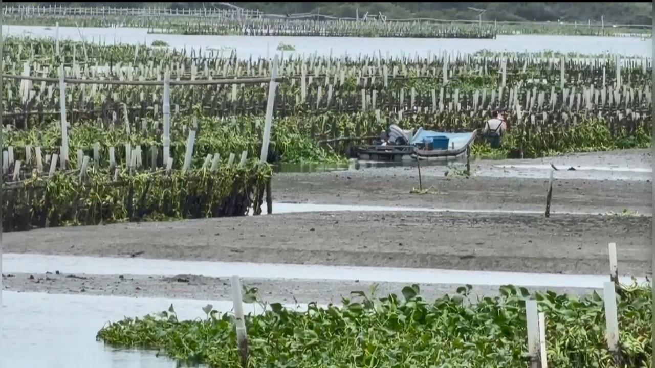 大雨！台南將軍溪布袋蓮沖刷至下游　入侵蚵仔養殖區恐釀缺氧、蚵農頭大