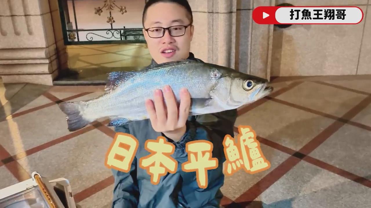 苦潛數小時追夢幻食材　他揭鱸魚王者口感網羨慕