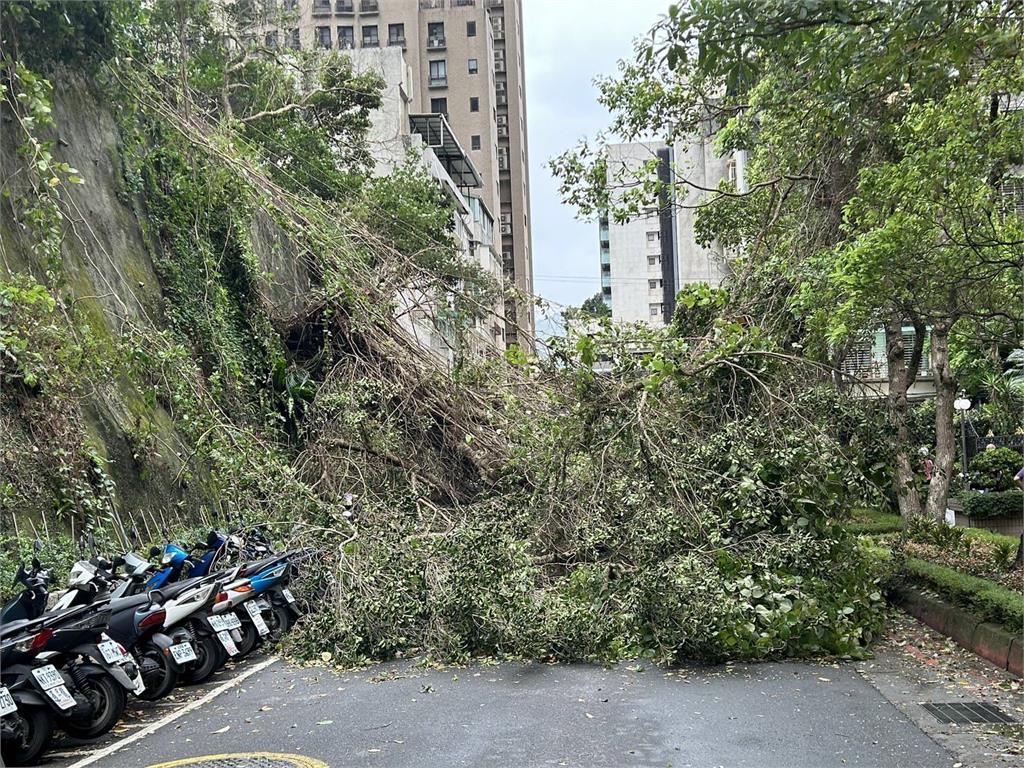 鋒面報到雨彈狂襲宛如颱風　各地傳災清！樹倒刮斷電纜竄火光