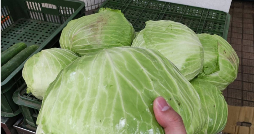 中颱楊柳進逼！菜販急喊「買2顆高麗菜回家」：未來兩週會感謝自己