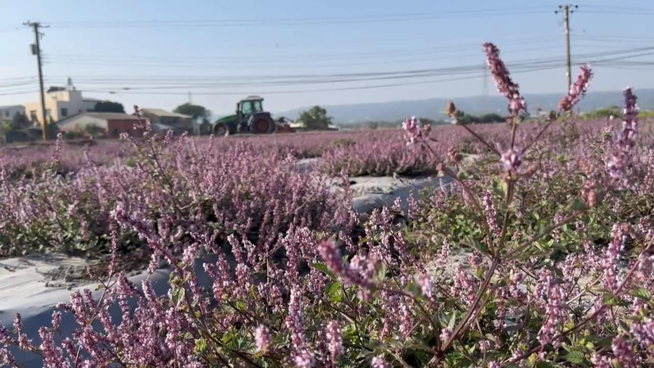 搶拍仙草花秘境！ 彰化賞花人潮爆滿＂交通亂象多＂